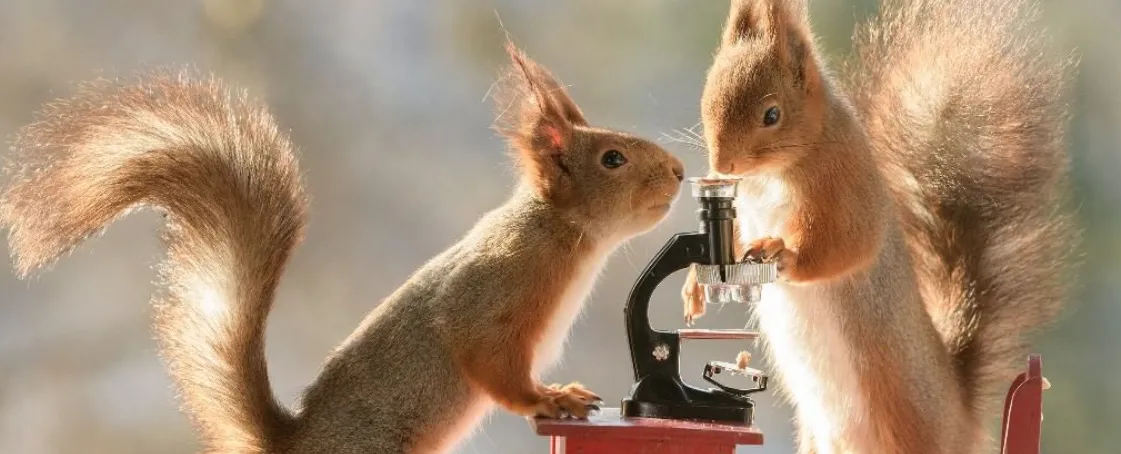 Squirrels